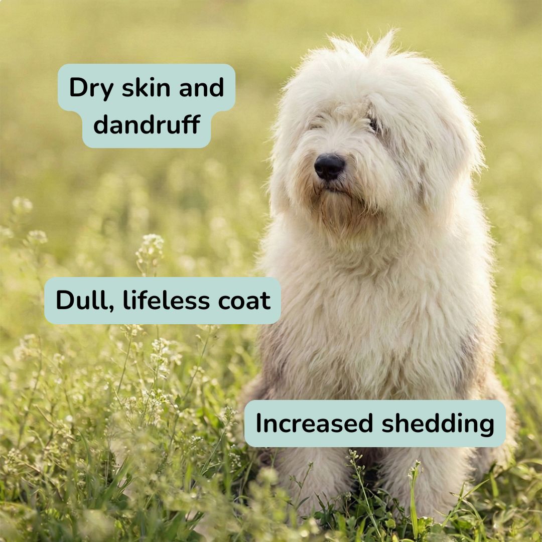Skin & Coat Supplement