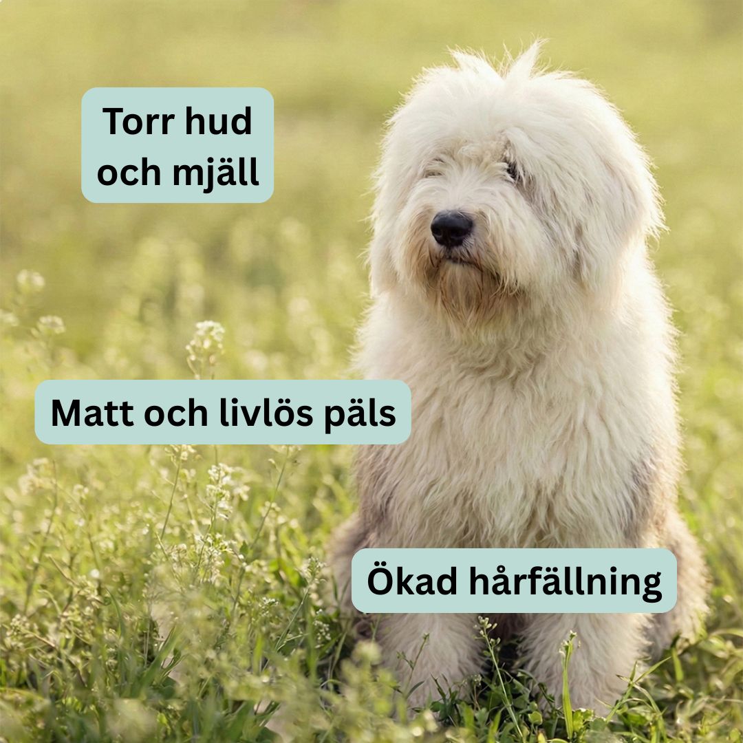 Hud & Päls