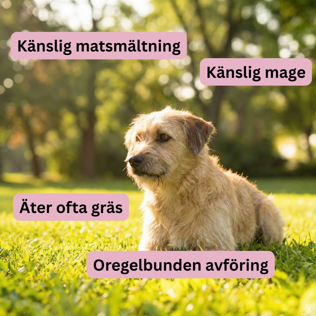 Matsmältning