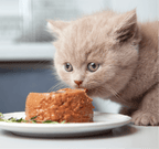 Bone & Joint Supplement