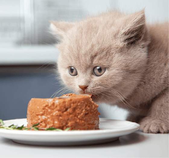 Chondroitin Sulphate